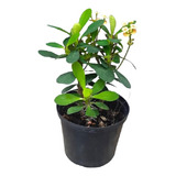 Euphorbia Milii Corona De Cristo 30 A 40 Cm