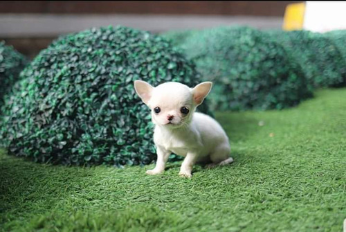 Chihuahuas De Bolsillo