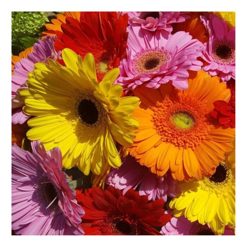 Pack De 2 Sobres De Semillas De Gerbera Mix Colores (flores)