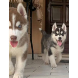 Excelentes Cachorros Husky Siberiano 