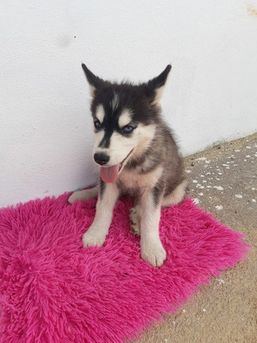 Cachorro Husky Siberiano