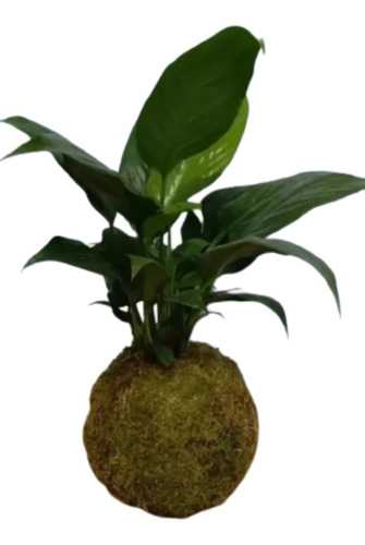 Planta Kokedama Spathiphyllum