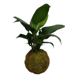 Planta Kokedama Spathiphyllum
