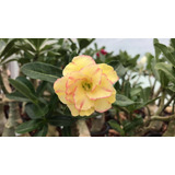 Adenium Rosa Del Desierto Color Amarillo