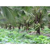 Planta De Coco Gigante, Super Enano