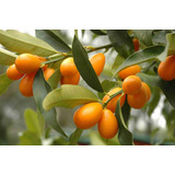 8 Semillas  Naranjo China O Kumquat - Fortunella Margarita