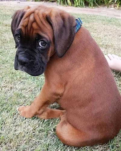 Cachorro Boxer Los Gladiadores 12