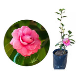 Muda De Camélia De Flor Rosa Linda Para Paisagismo E Cercas