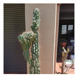 Cactus Gigante  Monstruoso Peruvianus Esquejes