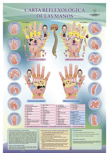 Carta Reflexológica De Las Manos