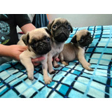 Hermosas Cachorras Pug Perros Pug Carlino Medellín 