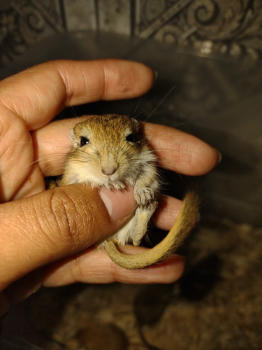 Esquilo Gerbil Filhotes 