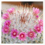 Semillas De Cactus Mammillaria Bombicina Suculenta Colecciòn