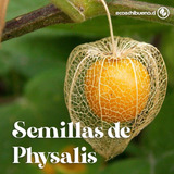 Semillas De Physalis O Golden Berry