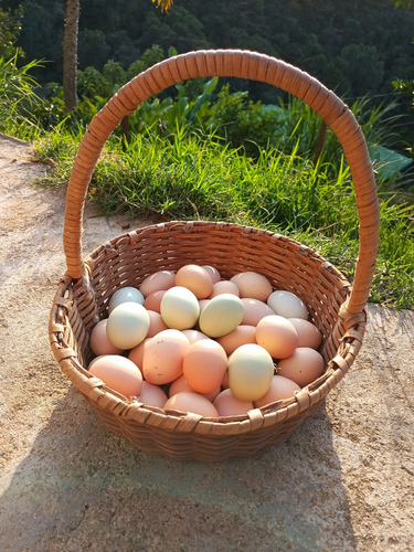 Huevos Fertilizados De Gallina Criolla - Antioquia