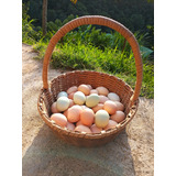 Huevos Fertilizados De Gallina Criolla - Antioquia