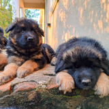 Hermosos Cachorros Ovejero Aleman Pelo Largo Fuego 