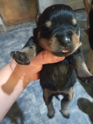 Hermosos Cachorritos Rotwuiller 