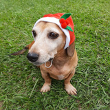 Gorro Pet Papai Noel Fantasia De Natal Cachorro Gato Tam M