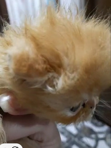 Gatito Persa Pelo Corto