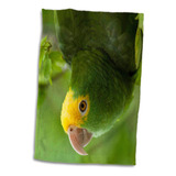 3d Rose Loro De Cabeza Amarilla-pájaro Tropical-belice-sa02