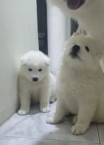 Samoyedo Cachorros Blancos 