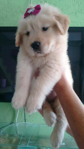 Golden Retriever Pelos Dourados Machos Disponíveis