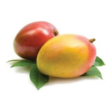 1 Tamarindo, 1 Mango Haden, 1 Rosal Multicolor Pack Exoticos