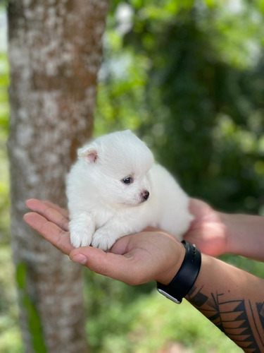 Spitz Alemao / Lulu Da Pomerania 