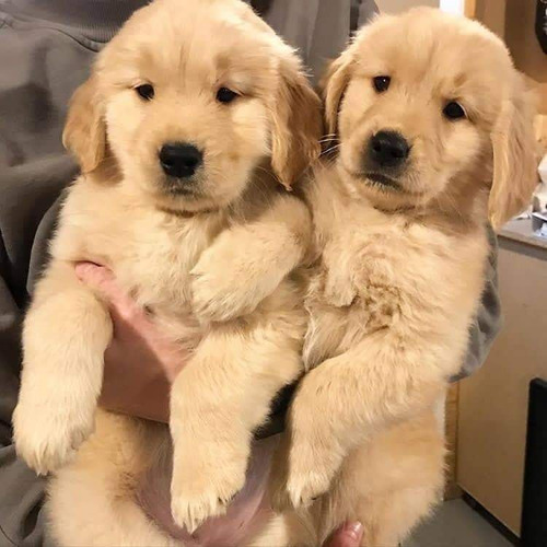 Cachorros Golden Retriever.