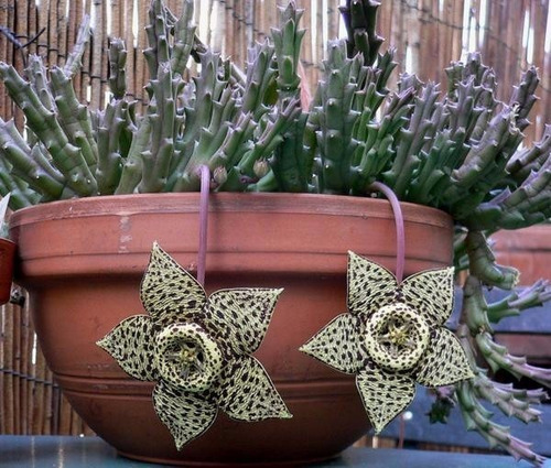 10 Sementes Suculenta Flor Lagarto Stapelia Veriegata Pmudas