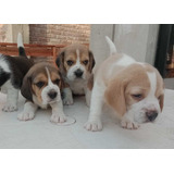 Beagle Cachorros Tricolor Bellisimos Lib Sanit+kit Proplan.