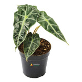 Planta Alocasia (oreja De Elefante)