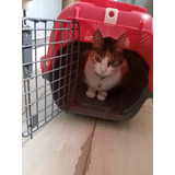 Canil Para Gatos ,jaula Transportadora Marca Catit 1 Uso