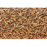 100 Larvas De Tenébrio Molitor Vivas (tenébrio Comum ) 