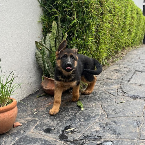 Hermosos Cachorros Ovejero Aleman Pelo Corto Fuego Poa 