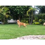 Golden Retriever Cachorros Espectaculares Importados Únicos