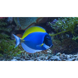 Pez Cirujano Polvo Azul Acuario Marino Peces 