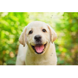 Cachorros Labrador Puros Sanos Robustos C Vacuna Y Cert S.