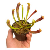 Planta Carnivora Sarracenia Pote 09 Cultivo Sol Pleno