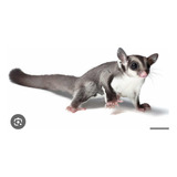 Sugar Glider O Petauros Excelentes Mascotas Con O Sin Guía