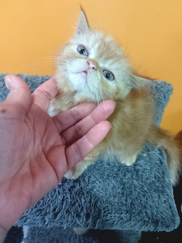 Hermosas Exóticas Red Tabby 