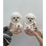 Cachorros Poodle Miniatura  