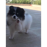 Filhote Fêmea / Spitz Alemão Anão / Lulu Da Pomerania