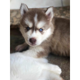 Filhote De Husky Siberiano