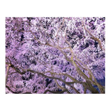 Vinilo 100x100cm Paisaje Japon Hanami Arbol Cerezo Plaza