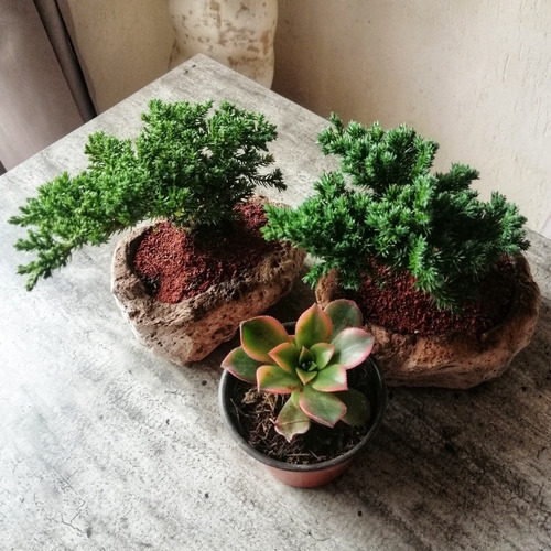 Suculenta Aeonium Kiwi, 2 Árboles Bonsai Originales Junipero