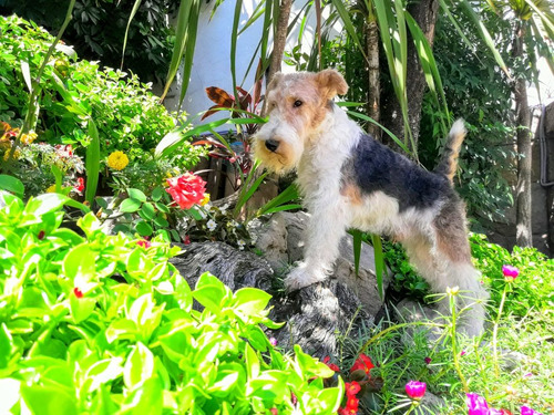 Cachorros Fox Terrier Wire, Registrados En Fca. Exelencia