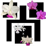 Kit De 3 Cattleya Walkeriana Selecionados Cod 01