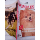 Revista Animales Belleza Canina Trucos De Pasarela 